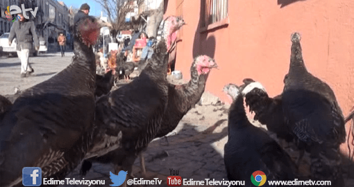 100 – 140 LİRADAN SATILIYORLAR