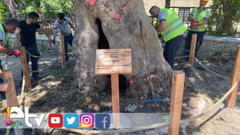 166 YILLIK ÇINAR KORUMA ALTINA ALINDI