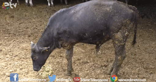 3 AYAKLI BUZAĞI DÜNYAYA GELDİ