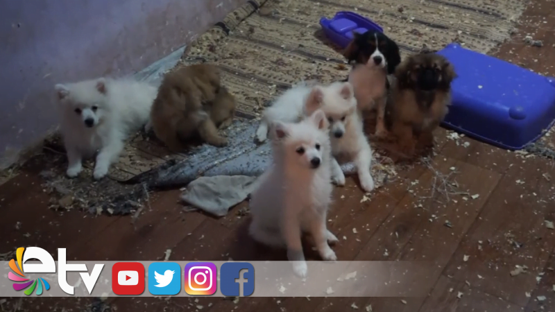 30 KÖPEK İÇİN İHALE YAPILDI