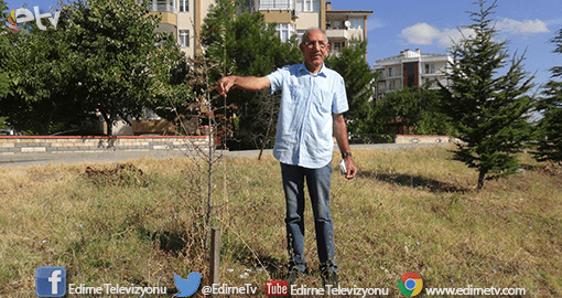 AĞAÇLAR KURUMAYA TERK EDİLDİ