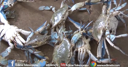 AĞLARINI YIRTAN YENGEÇLER GEÇİM KAYNAKLARI OLDU