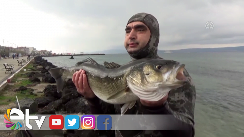 AMATÖR BALIKÇI ZIPKINLA 11 KİLOLUK LEVREK AVLADI