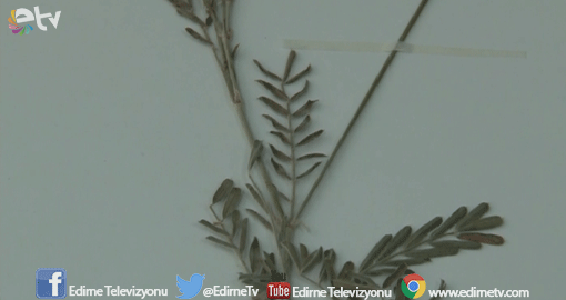 ASKERİ BÖLGEDE BULDUĞU BİTKİYE 'MEHMETÇİK' ADINI VERDİ