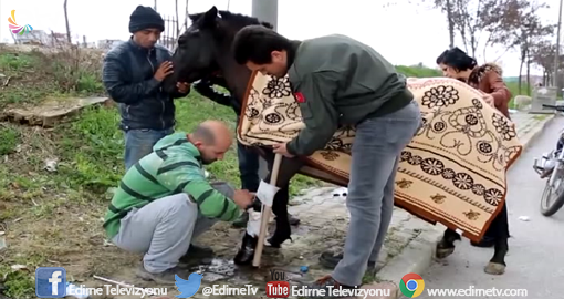 AYAĞI KIRILAN ATI İYİLEŞTİRMEK İÇİN SEFERBER OLDULAR