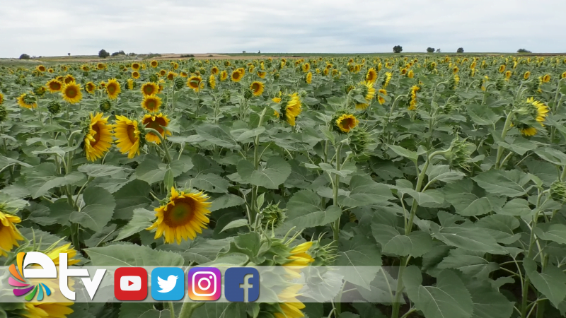AYÇİÇEĞİ FİYATI NE KADAR OLACAK?