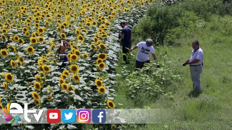 AYÇİÇEĞİ TARLALARINDA FOTO SAFARİ