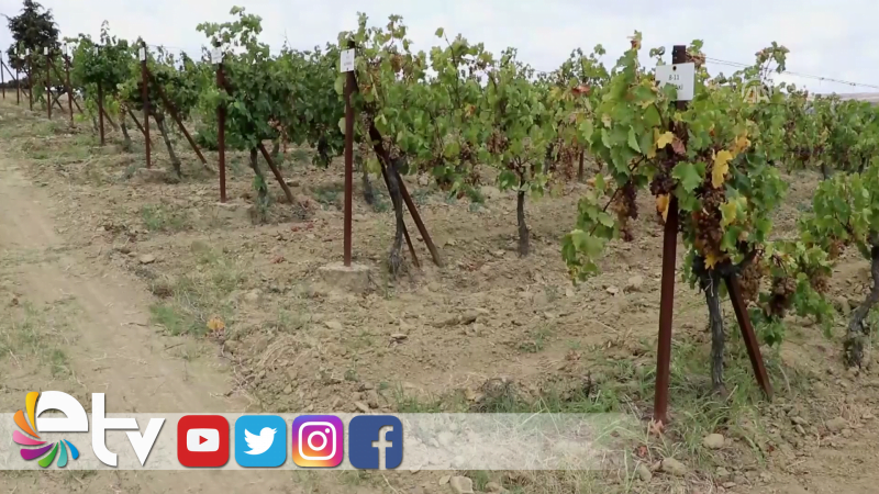 AYNI BAĞDA 1500 ÇEŞİT ÜZÜM