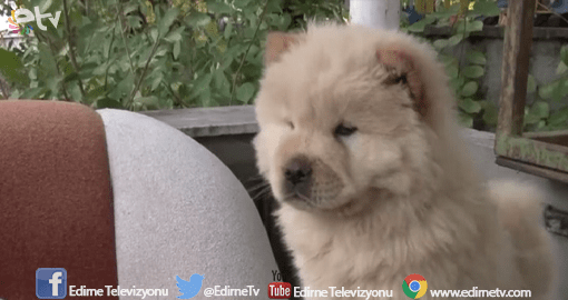 BAGAJDA BULUNAN YAVRU KÖPEKLER İHALEYLE SATILACAK