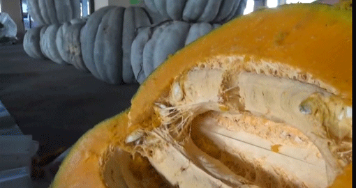 BAL KABAKLARI İLGİ GÖRÜYOR