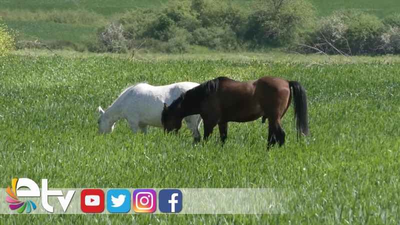 BAŞIBOŞ ATLAR BUĞDAY TARLALARINA DADANDI