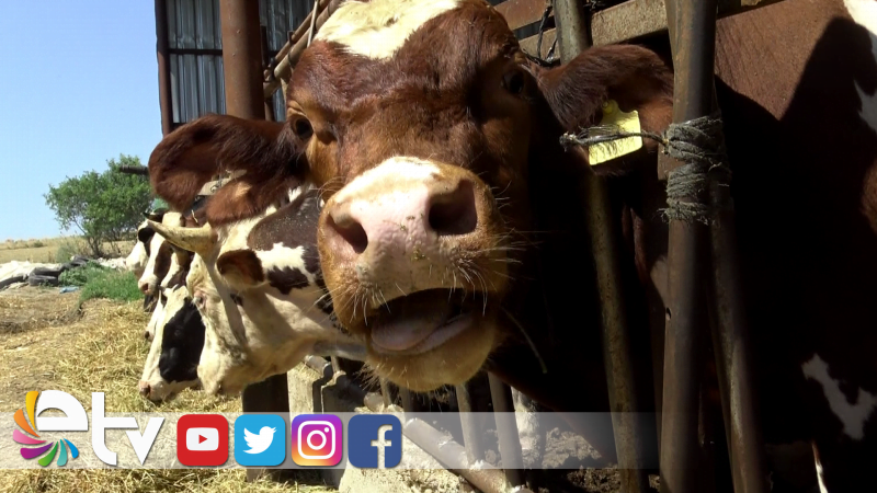 BESİCİLERİN UMUDU KURBAN BAYRAMINDA