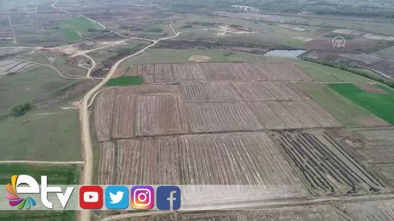 BEYAZ ALTIN TOHUMU TOPRAKLA BULUŞTU