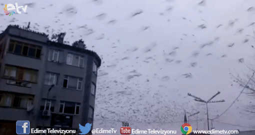 BİNLERCESİ BİR ARADAYDI