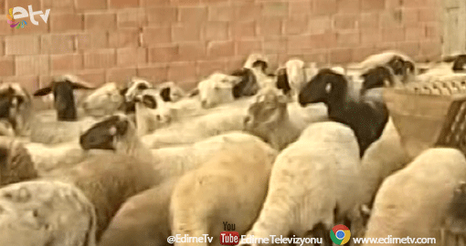 BİR AĞIL KOYUN VE KEÇİ ÇALDILAR!