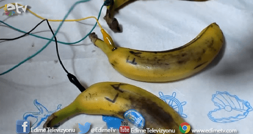 BU MEYVELER SES ÇIKARIYOR