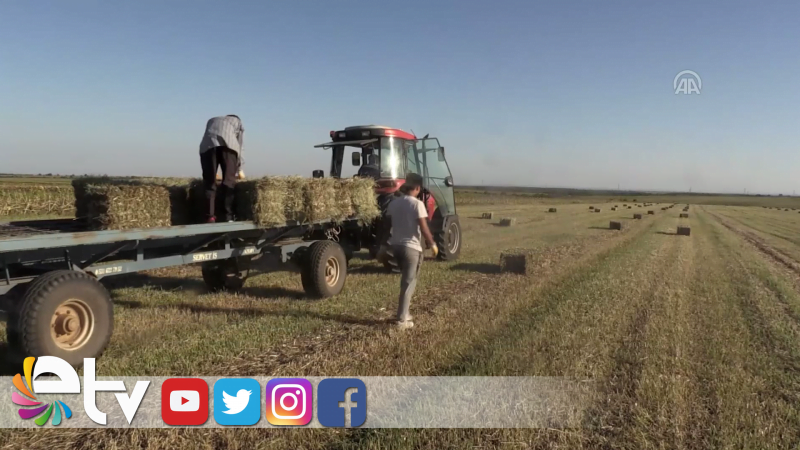 BUĞDAY TARLALARINDA SAMAN MESAİSİ