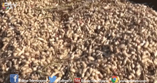 BUĞDAY VE AYÇİÇEĞİ YERİNE FISTIK EKİLİYOR