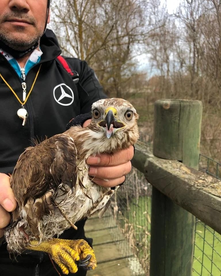 Buldukları yaralı şahini Miili Park yetkililerine teslim ettiler. Balıkesir’in Bandırma ilçesinde bisiklet grubu (BANBİS), kuş gölü etrafında yaptıkları bisiklet turunda buldukları yaralı şahini milli park ...