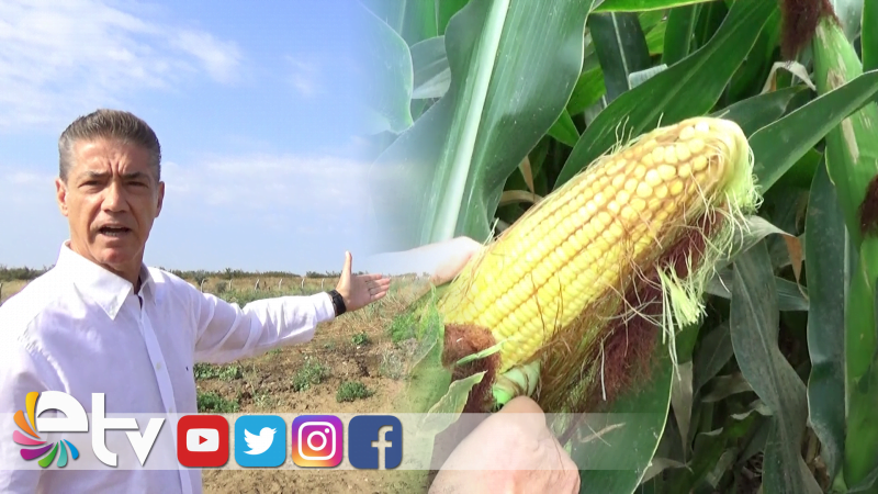 BÜYÜKBAŞ İDRARI İLE MISIR YETİŞTİRDİ