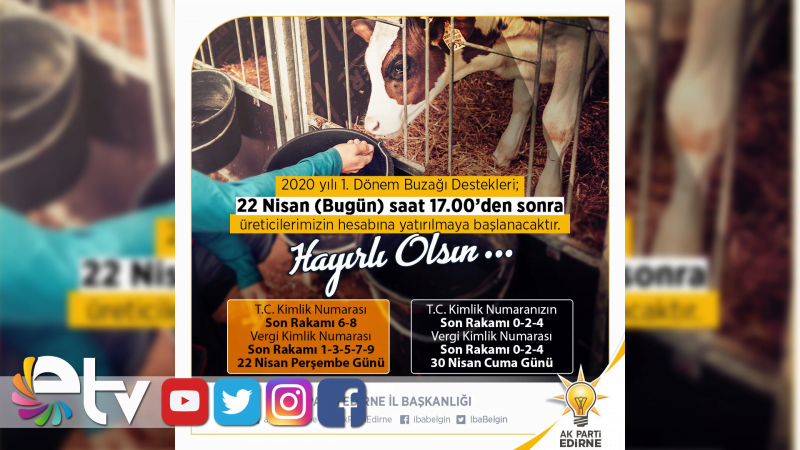 BUZAĞI DESTEK ÖDEMELERİ BAŞLADI