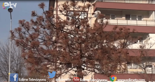 ÇAM AĞAÇLARI NEDEN KURUDU?
