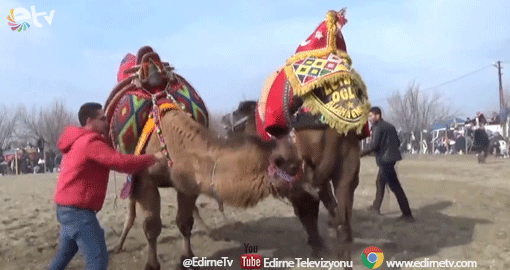 ÇARDAK DEVE GÜREŞLERİ YAPILDI