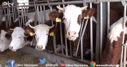 ÇEKYA’DAN GEBE DÜVE İTHAL ETTİLER