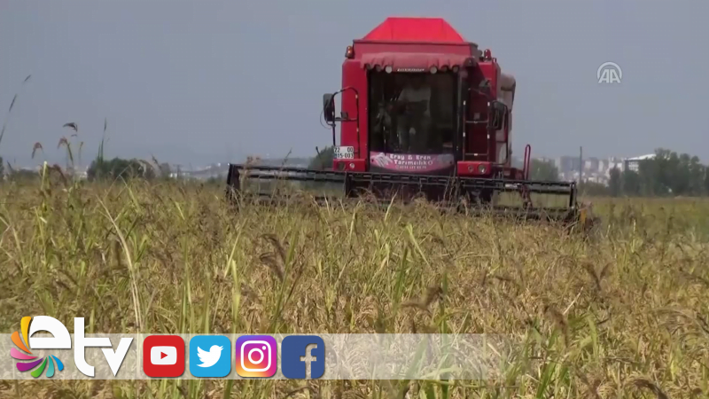 ÇELTİK ÜRETİCİSİ KURUTMA MESAİSİNE BAŞLADI