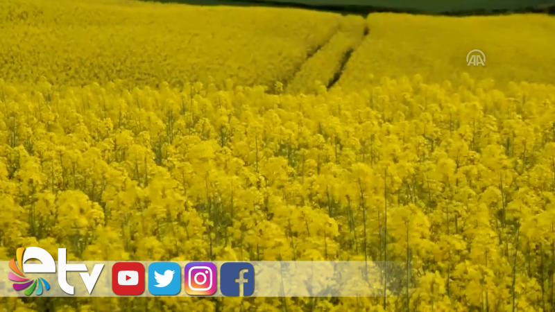 ÇİFTÇİLERE KANOLA TOHUMU UYARISI