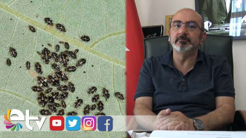 DANTEL BÖCEKLERİ EDİRNE’Yİ İSTİLA ETTİ