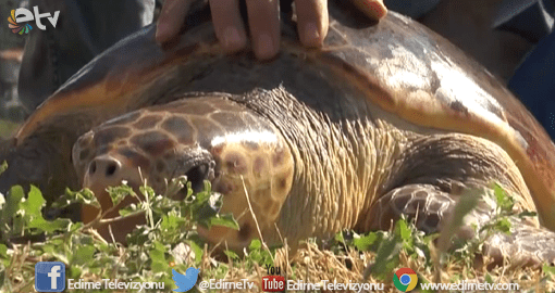 DOĞAYA TEKRAR BIRAKILDILAR