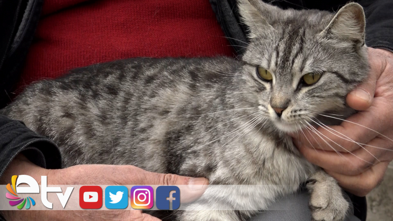 DOĞUM YAPACAK PAMUĞA YUVA ARANIYOR