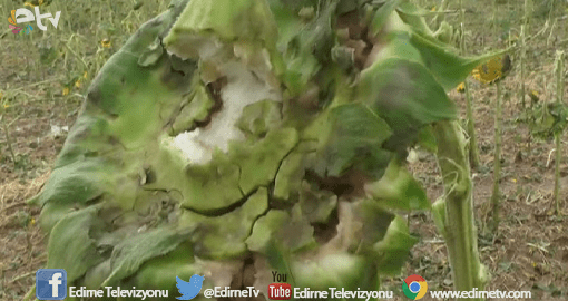 DOLUNUN ZARARINI KİM KARŞILAYACAK?