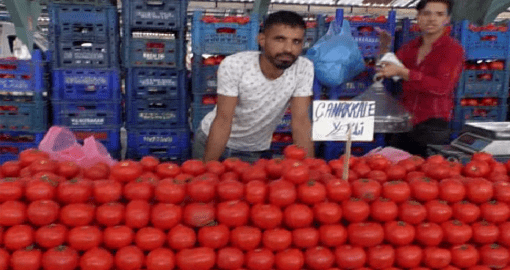 DOMATES 1 LİRAYA DÜŞTÜ