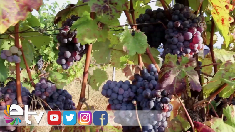 DÜNYANIN EN LEZZETLİ ÜZÜMLERİNDE HASAT ZAMANI