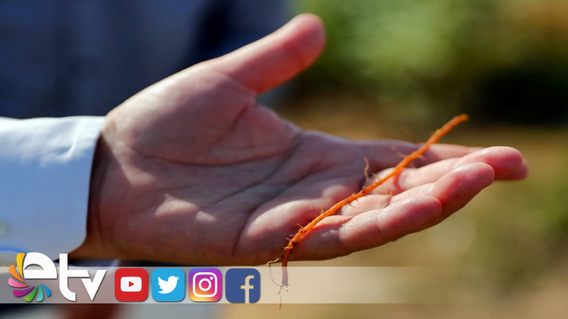 EDİRNE KIRMIZISI KÖK SALIYOR