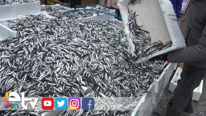 EDİRNE’DE 3 GÜNDE 10 TON HAMSİ SATILDI