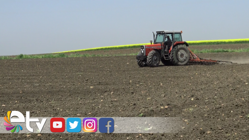 EDİRNE'DE AYÇİÇEĞİ EKİMİ BAŞLADI