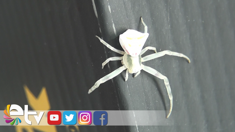 EDİRNE’DE İNSAN YÜZLÜ ÖRÜMCEK BULUNDU