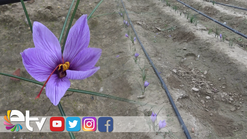 EDİRNE’DE SAFRAN HASADI YAPILDI