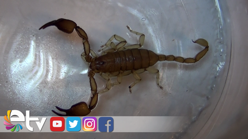 EDİRNE’DE ZEHİRLİ AKREP BULUNDU