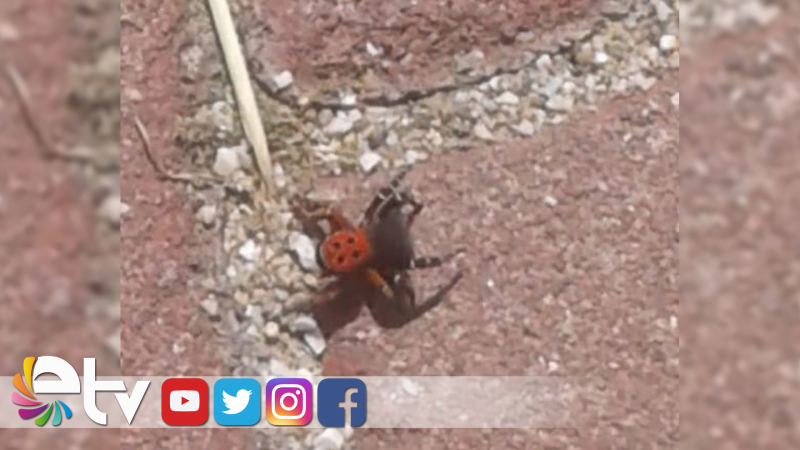 EDİRNE’DE ZEHİRLİ UĞUR BÖCEĞİ ÖRÜMCEĞİ GÖRÜLDÜ