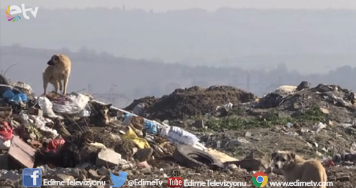 EDİRNELİ HAYVANSEVERLERDEN İTLAF İDDİASI