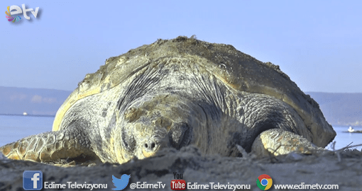 CESEDİ SAHİLE VURDU