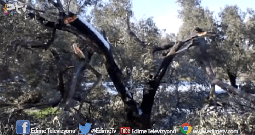 FIRTINA ZEYTİNLİKLERİ VURDU