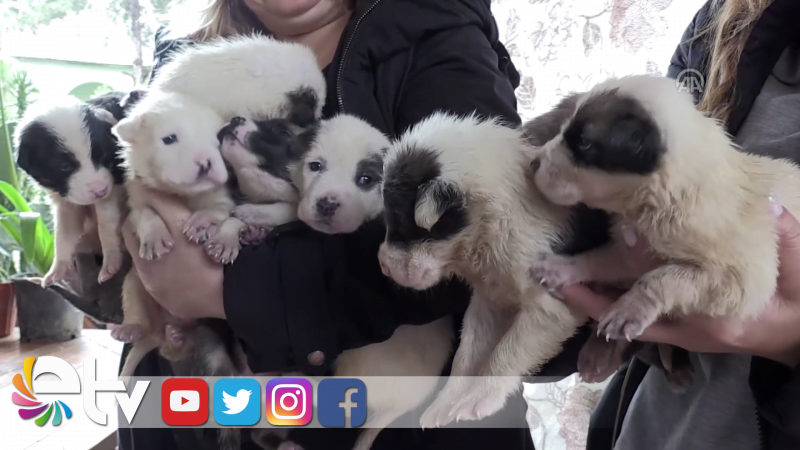 “GARİP’İN” YAVRULARI EMİN ELLERDE