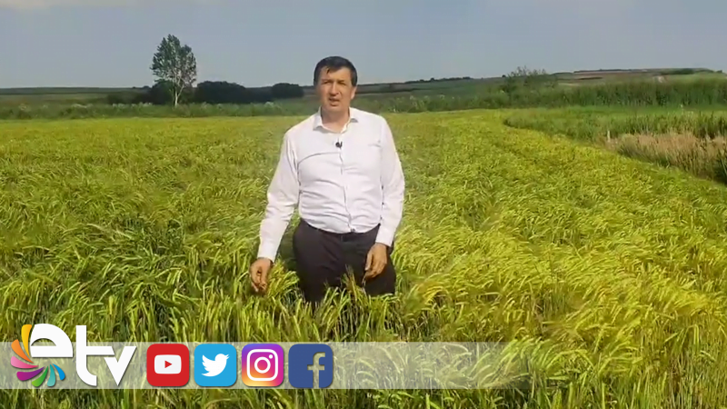 GAYTANCIOĞLU: KURAKLIK EN ÇOK ARPA'YA ZARAR VERDİ