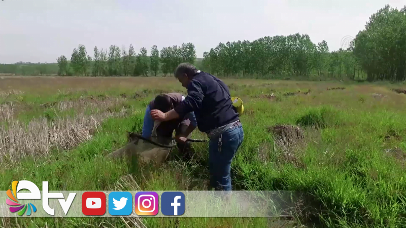 GECE GÜNDÜZ KURBAĞA AVLIYORLAR