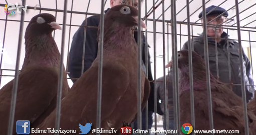 GÜVERCİN TUTKUNLARI BULUŞTU